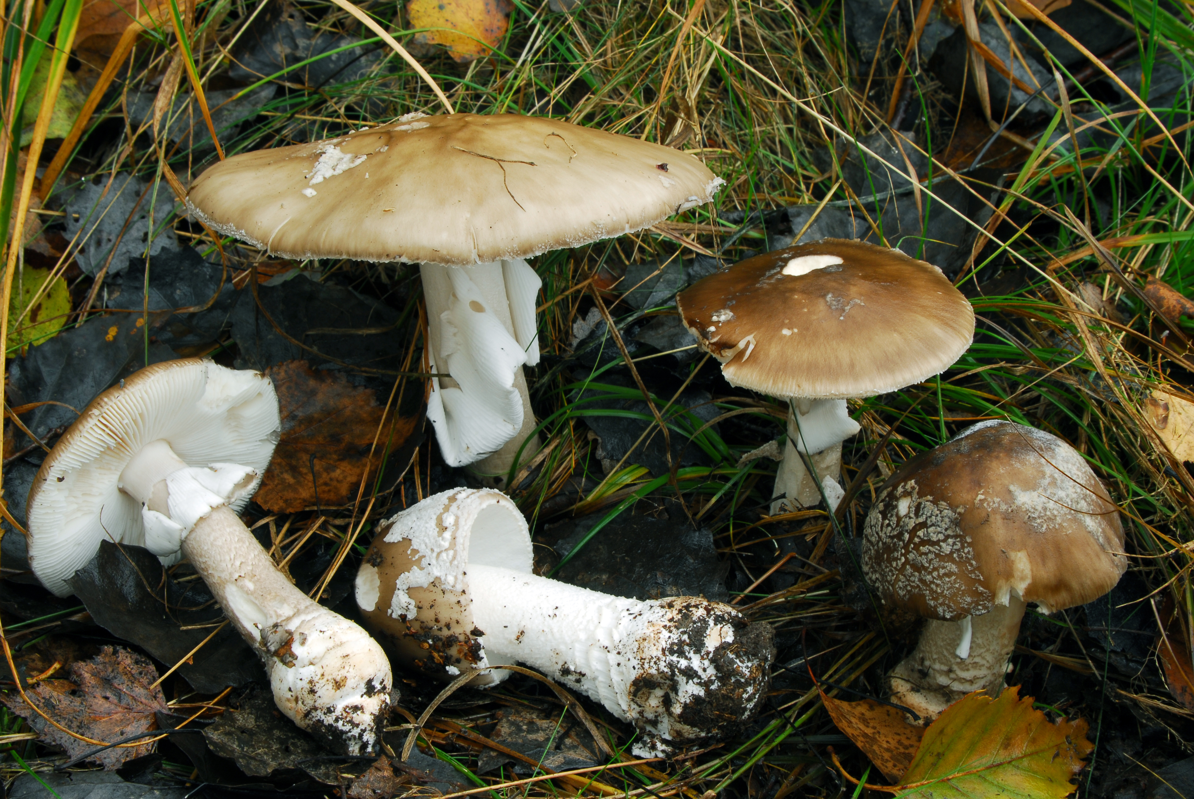 Foto Amanita excelsa